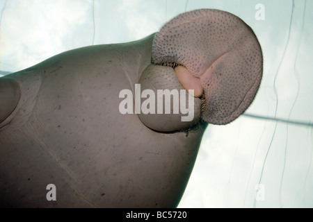 Dugong Dugong Dugon. Gefangene Tiere schwimmen über das Glas des Displays Tanks und zeigt seinen Mund Stockfoto