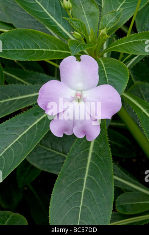 Arme-Leute Rhododendron: Impatiens Sodenii Stockfoto