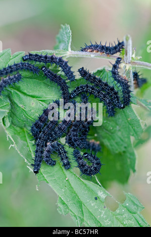 Tagpfauenauge: Inachis Io. Larven auf Brennnessel Stockfoto