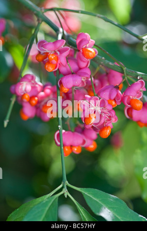 Spindel-Baum: Euonymus Europaeus.  Beeren im Herbst Stockfoto