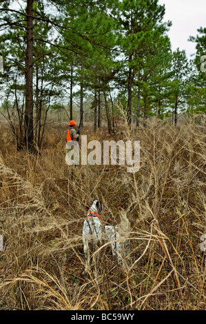 Englisch Setter auf Punkt und Bobwhite Quail Hunter einziehen, die Vögel in der Piney Woods of Georgia zu spülen Stockfoto