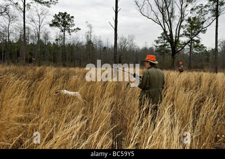 Englischer Zeiger läuft vor Bobwhite Quail Jäger in Piney Woods von Georgien Stockfoto