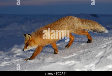 Red fox in the twilight . Arctic, Kolguev Island, Barents Sea, Russia. Stockfoto
