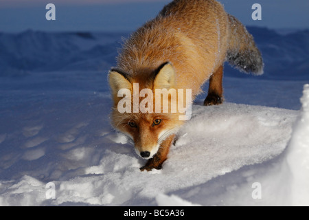 Red fox in the twilight . Arctic, Kolguev Island, Barents Sea, Russia. Stockfoto