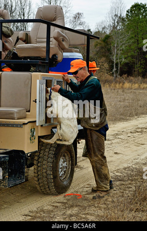 Dog Trainer George Hickox Unterstützung Englisch Setter in einem Zwinger auf Jagd Rig in Piney Woods von Georgien Stockfoto