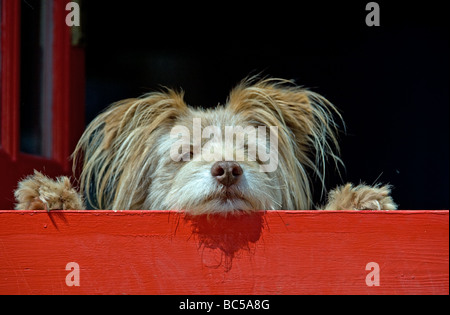 Niedlicher, flauschiger, ungewöhnlicher k9-Hund in entspannter Pose mit entzückenden flauschigen Ohren, aber dennoch wachsam und attraktiv als bester Freund des Mannes Stockfoto