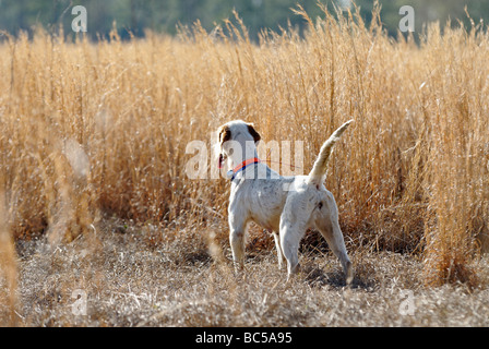 Englisch Setter auf Punkt während Wachtel Wachtel Jagd in Piney Woods von Georgien Stockfoto