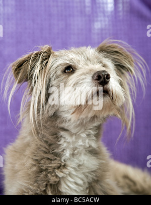 Niedlicher, flauschiger, ungewöhnlicher k9-Hund in entspannter Pose mit entzückenden flauschigen Ohren, aber dennoch wachsam und attraktiv als bester Freund des Mannes Stockfoto