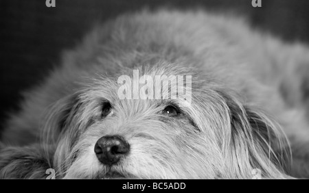 Niedlicher, flauschiger, ungewöhnlicher k9-Hund in entspannter Pose mit entzückenden flauschigen Ohren, aber dennoch wachsam und attraktiv als bester Freund des Mannes Stockfoto