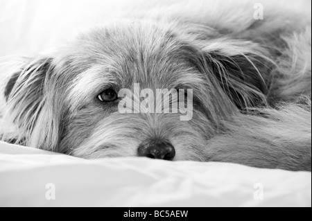 Niedlicher, flauschiger, ungewöhnlicher k9-Hund in entspannter Pose mit entzückenden flauschigen Ohren, aber dennoch wachsam und attraktiv als bester Freund des Mannes Stockfoto