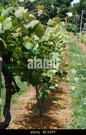 Amerikanisches Weinbaugebiet mit Weinreben, Bäumen und Traubenfeldern Weinbau produziert Amerika in Put in Bay Ohio USA vertikale Hochauflagen Stockfoto