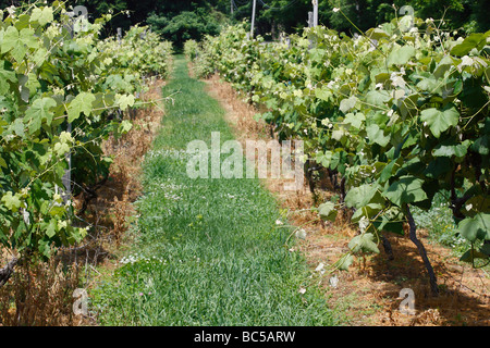 Amerikanisches Weinbaugebiet mit Weinreben Traubenfelder Weinbau America Island Put in Bay Ohio OH USA US-Foto Living Lifestyle Hi-res Stockfoto