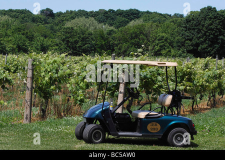 Amerikanisches Weinbaugebiet mit Weinreben, Bäumen und Traubenfeldern Weinanbau in Bay Ohio USA USA USA Alltag Living Lifestyle horizontal Hi-res Stockfoto