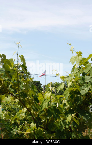 Weinreben in Bay Ohio USA USA Summer Season Reben Hi-res Stockfoto