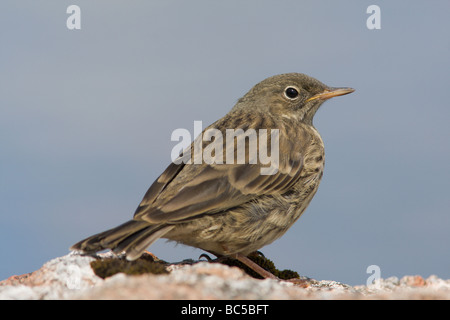 Ein Rock-Pieper (Anthus Petrosus) am Rande des Loch Frangord, Esha Ness, Shetland. Stockfoto