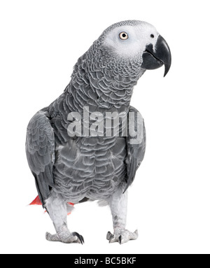 Afrikanischen grau Papageien Psittacus Erithacus vor einem weißen Hintergrund Stockfoto