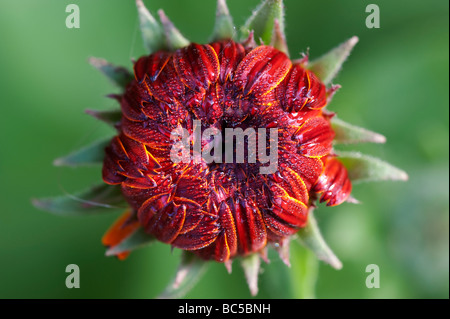 Calendula officinalis. Pot marigold geschlossen bis in den frühen Morgen im Tautropfen bedeckt Stockfoto