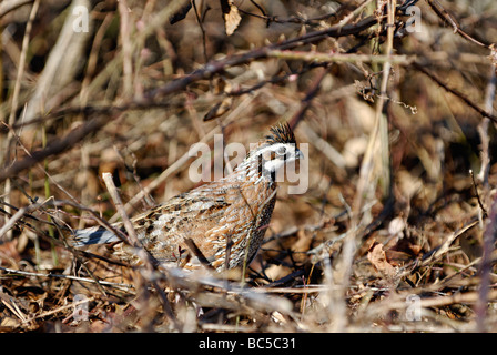 Wachtel Wachteln im Dickicht Stockfoto