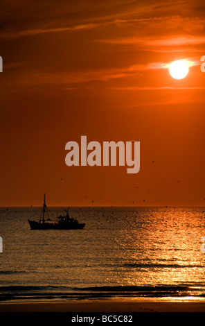 Ein Fischerboot, gefolgt von einem Schwarm von Möwen bei Sonnenuntergang in der Nähe von Zandvoort in den Niederlanden Stockfoto