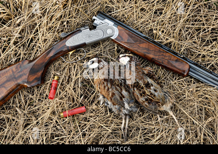 Beretta 28 Gauge Over and Under Schrotflinte liegen in Trockenrasen mit zwei frisch geernteten Bobwhite Quail und zwei Schrotpatronen Stockfoto