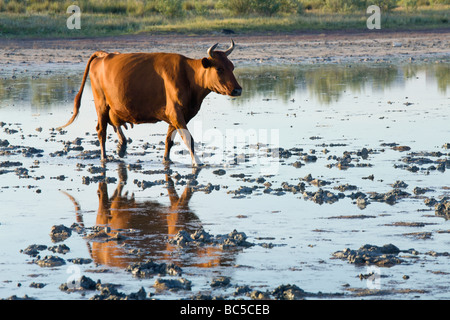 Kuh läuft morgen Sumpf und Reflexion Stockfoto