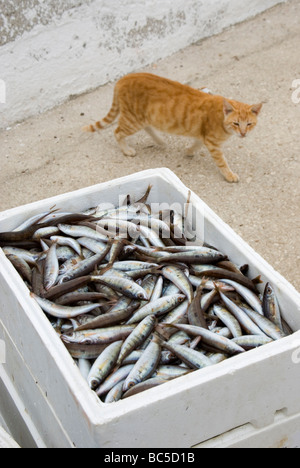 Griechenland, Katze sah Kiste mit Sardinen Stockfoto