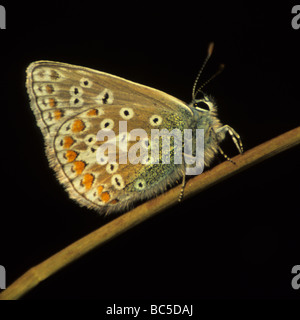 Gemeinsame blaue Schmetterling. Stockfoto