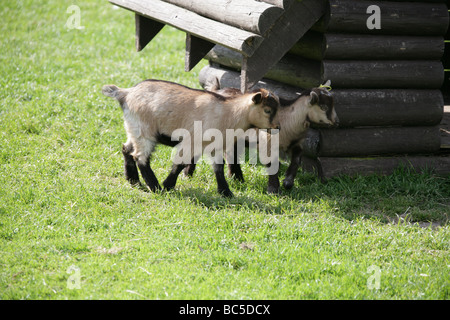 Zwei junge domestiziert Ziegenlämmer, Capra Aegagrus Hircus, Horntiere Stockfoto