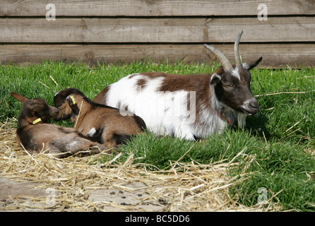 Zwei junge domestiziert Ziegenlämmer und ihre Mutter, Capra Aegagrus Hircus, Horntiere. Stockfoto