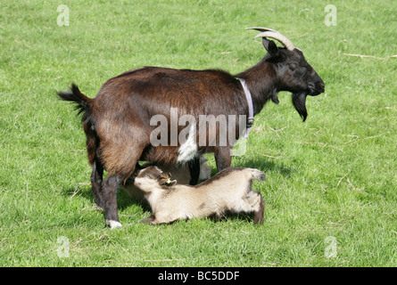 Zwei jungen domestizierten Ziege Kinder Suckling, Capra Aegagrus Hircus, Horntiere Stockfoto