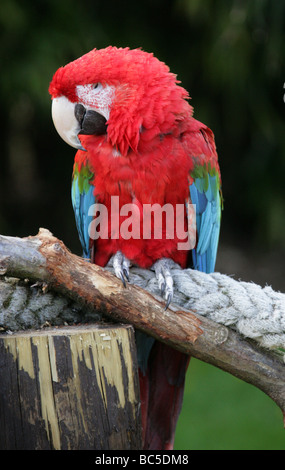 Grün-winged Ara oder rot-grüne Ara, Ara Chloroptera, Psittacidae, Papageienvögel Stockfoto