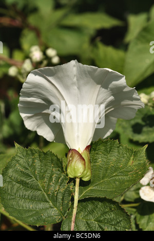 Hecke Ackerwinde Blume Calystegia Sepium Familie Convolvulaceae Stockfoto