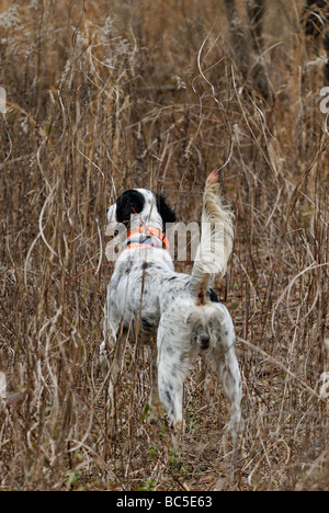 Englisch Setter auf Punkt während Wachtel Wachtel Jagd in Piney Woods von Georgien Stockfoto