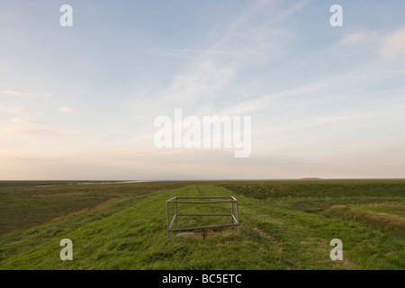 Jungs den Kopf Terrington Marsh Wash Lincolnshire England Stockfoto