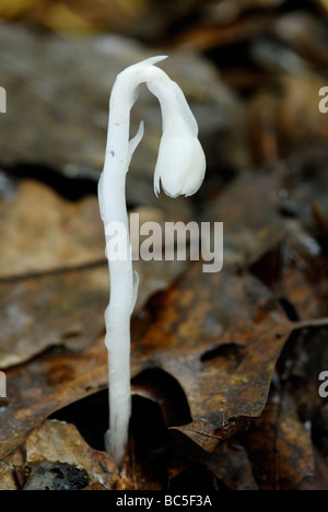 Indian Pipe, Monotropa Uniflora, eine ungewöhnliche nicht-photosynthetischen, parasitische blühende Pflanze. Stockfoto