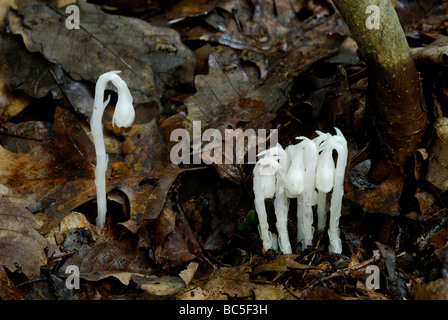 Indian Pipe, Monotropa Uniflora, eine ungewöhnliche nicht-photosynthetischen, parasitische blühende Pflanze. Stockfoto