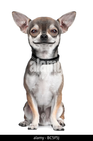 Hund-Chihuahua schaut in die Kamera Lächeln vor einem weißen Hintergrund Digital enhancement Stockfoto