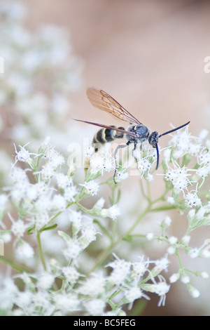 Ein männlicher Skoliid Wasp sammeln Nektar aus einer Hyssopleaf thoroughwort Stockfoto
