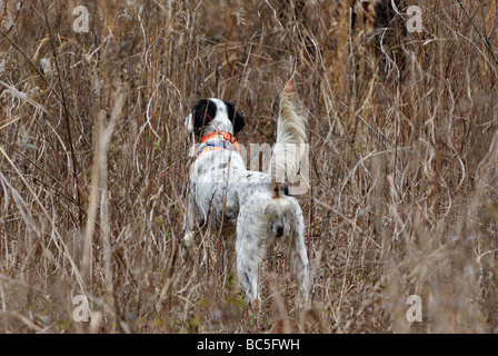 Englisch Setter auf Punkt während Wachtel Wachtel Jagd in Piney Woods von Georgien Stockfoto