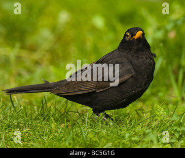 Erwachsene männliche Amsel Turdus Merula auf der Suche nach seiner flügge Küken. Stockfoto