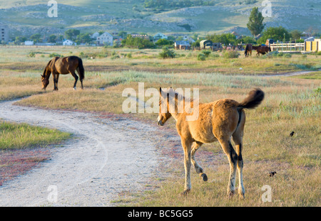 Pferd mit kleinen Fohlen in Preirie Weide Stockfoto