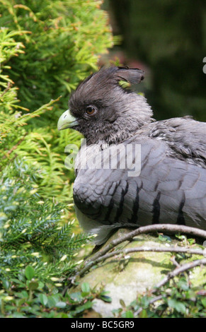Weißbauch-Go-Away-Bird (Weiblich), Corythaixoides leucogaster, Musophagiden, Cuculiformes. Afrika. Stockfoto