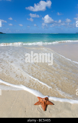 Grenada, Carriacou, Paradise Beach in L'Esterre, Seestern am Strand Stockfoto