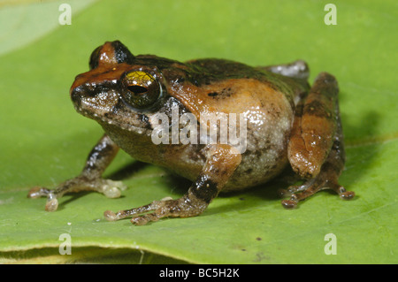 Braun Busch Frosch, Philautus Petersi, sitzt auf einem Blatt. Stockfoto