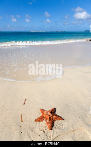 Grenada, Carriacou, Paradise Beach in L'Esterre, Seestern am Strand Stockfoto