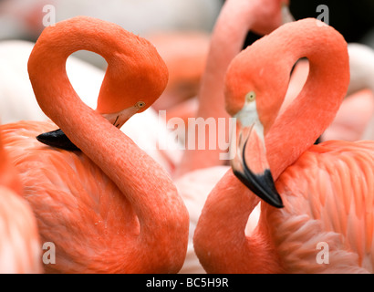 Flamingos (Phoenicopteriformes), Nahaufnahme Stockfoto