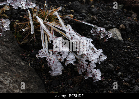 Island, Snaefells, gefrorene Pflanze, Nahaufnahme Stockfoto