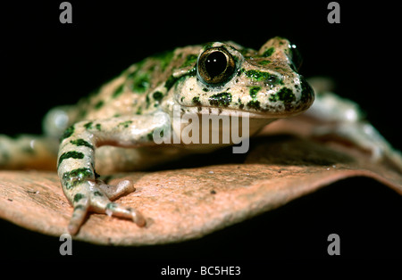 Petersilie Frosch, Pelodytes Punctatus, sitzt auf einem Blatt. Auch bekannt als Petersilie Grasfrosch und Schlamm-Taucher. Stockfoto