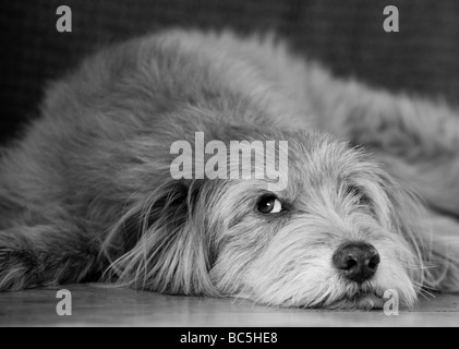 Niedlicher, flauschiger, ungewöhnlicher k9-Hund in entspannter Pose mit entzückenden flauschigen Ohren, aber dennoch wachsam und attraktiv als bester Freund des Mannes Stockfoto