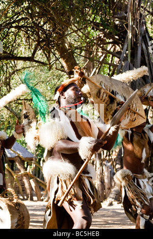 Zulu Krieger gibt traditionellen Tanz im Dumazulu Kulturdorf, Südafrika Stockfoto